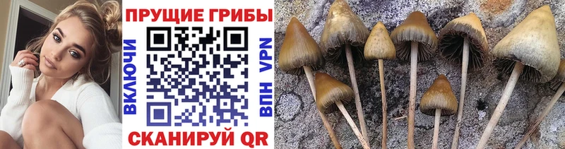 Псилоцибиновые грибы мицелий  Мосальск 